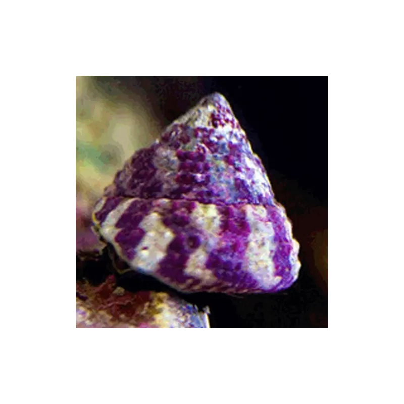 Trochus Histrio Trochus Histrio