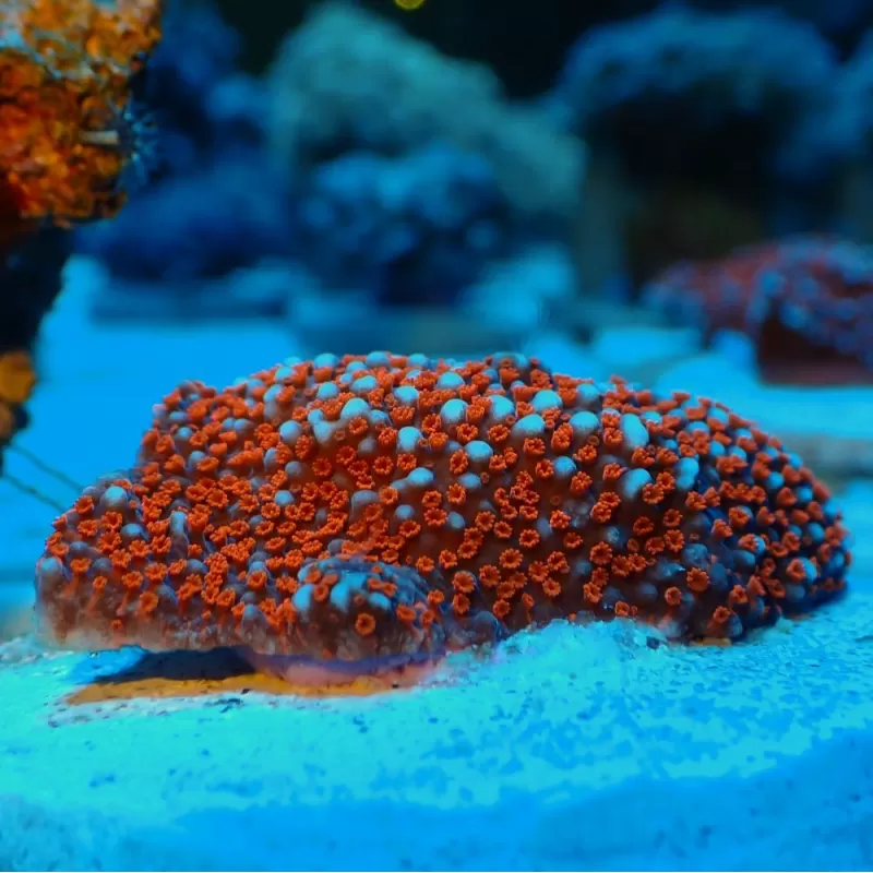 Montipora Superman frag Montipora Superman frag
