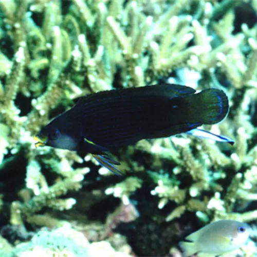 Labrichthys Unilineatus  (JUV)