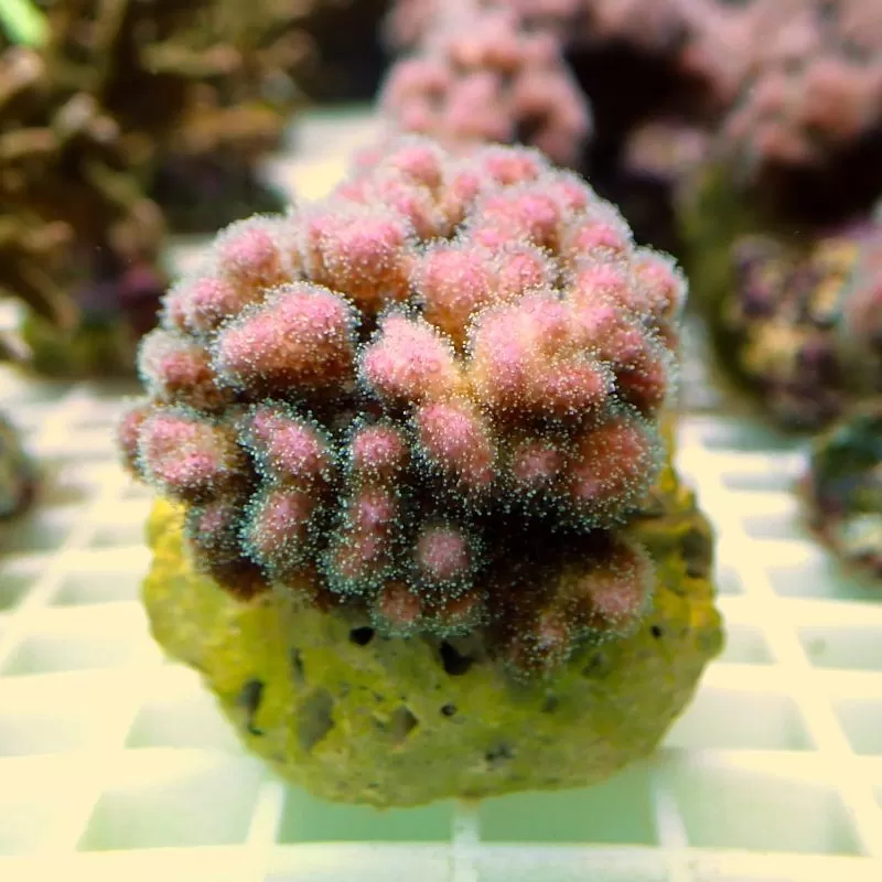 Pocillopora orange pink Pocillopora orange pink