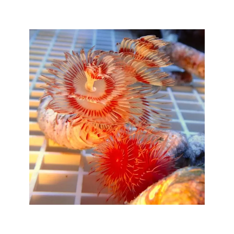 Protula Bispiralis Coco Worm White red orange M size Protula Bispiralis Coco Worm White red orange M size