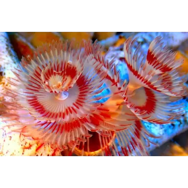 Protula Bispiralis Coco Worm White red orange M size