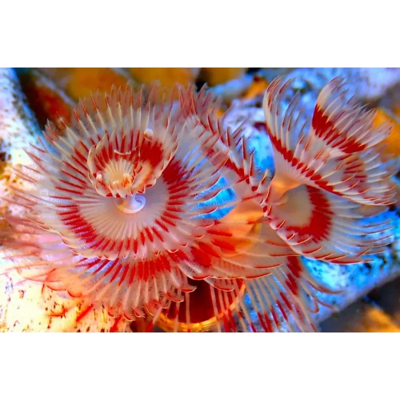 Protula Bispiralis Coco Worm White red orange M size Protula Bispiralis Coco Worm White red orange M size