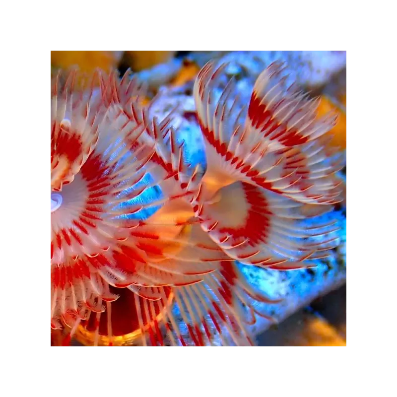 Protula Bispiralis Coco Worm White red orange M size