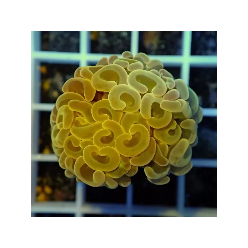 Euphyllia Ancora frag L size Australie Euphyllia Ancora frag L size Australie