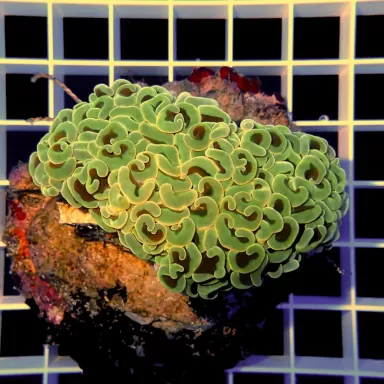 Euphyllia Ancora frag L size Australie