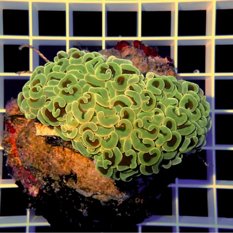 Euphyllia Ancora frag L size Australie Euphyllia Ancora frag L size Australie