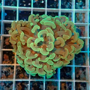 Euphyllia Ancora frag L size Australie