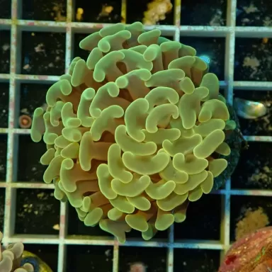 Euphyllia Ancora frag L size Australie