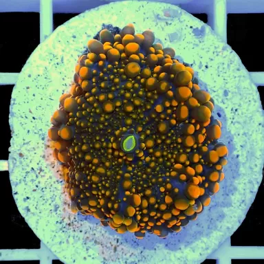 Ricordea Yuma Ultra Orange (1 Ohr) kaufen | Coralandfishstore.nl