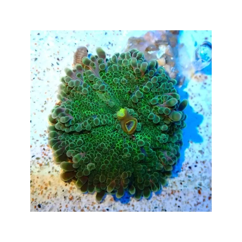 Ricordea Yuma Green (1 oor)