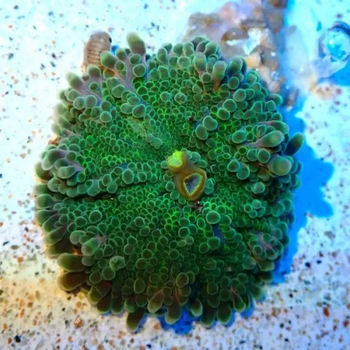 Ricordea Yuma Green (1 Kolben) kaufen | Coralandfishstore.nl