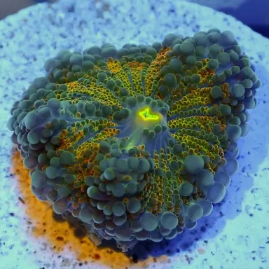 Ricordea Yuma Exotic Flash Orange Green (1 Ohr) kaufen | Coralandfishstore.nl