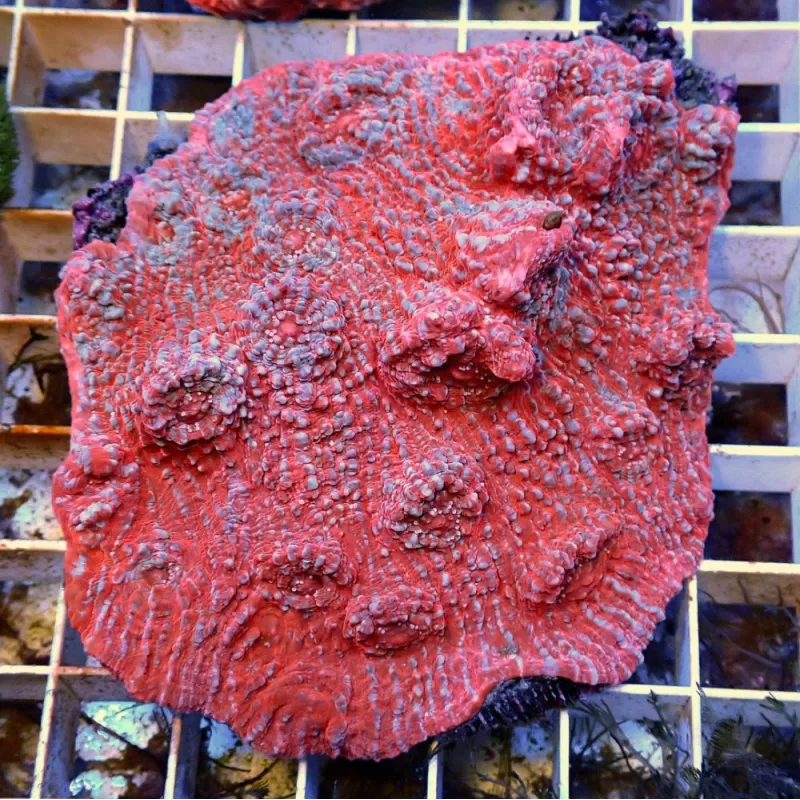 Echinopora Red sp Echinopora Red sp