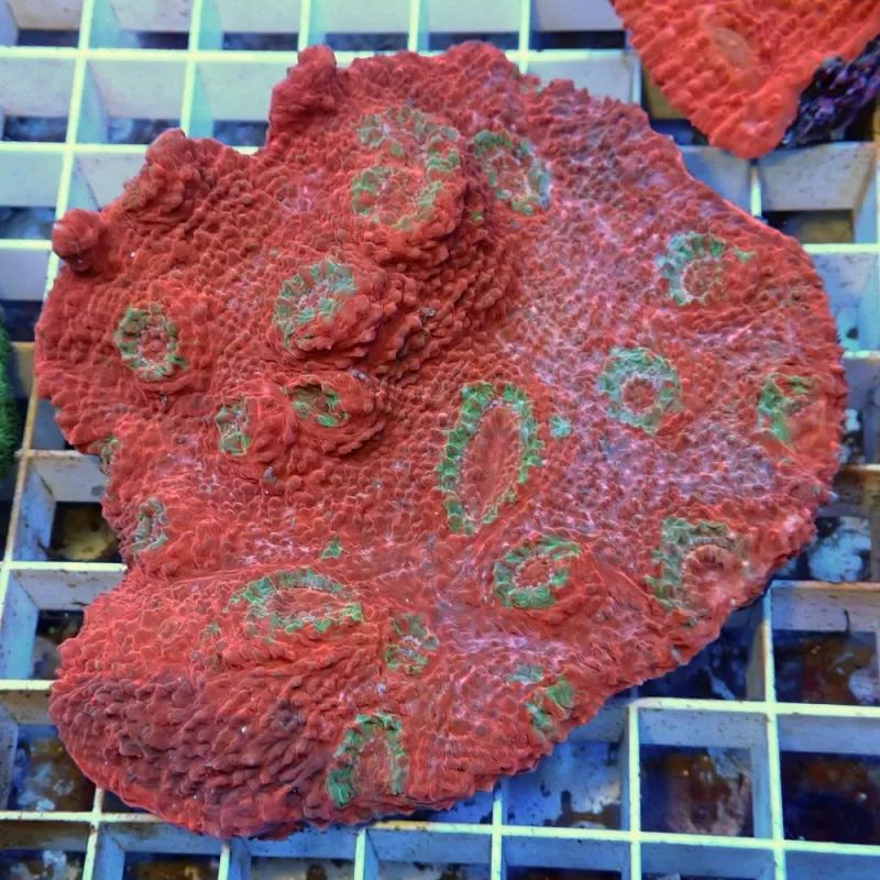 Echinopora Red sp Echinopora Red sp