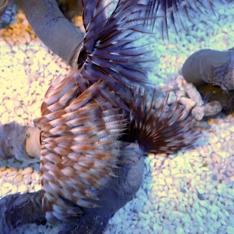 Sabellastarte sp Soft Tube Worm Sabellastarte sp Soft Tube Worm