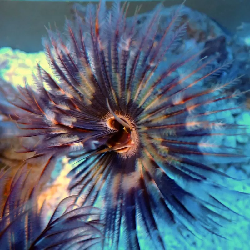 Sabellastarte sp Soft Tube Worm