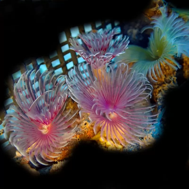 Sabellastarte sp Soft Tube Worm Sabellastarte sp Soft Tube Worm