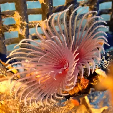 Sabellastarte sp Soft Tube Worm