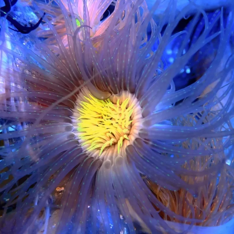 Cerianthus Membranaceus Purple