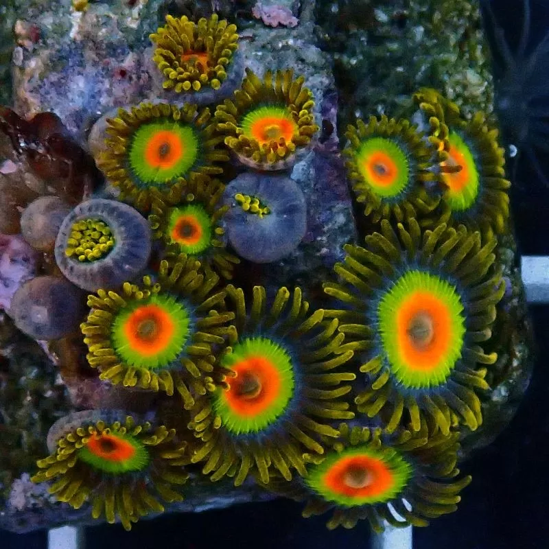 Zoanthus Rastas Frag S size Zoanthus Rastas Frag S size