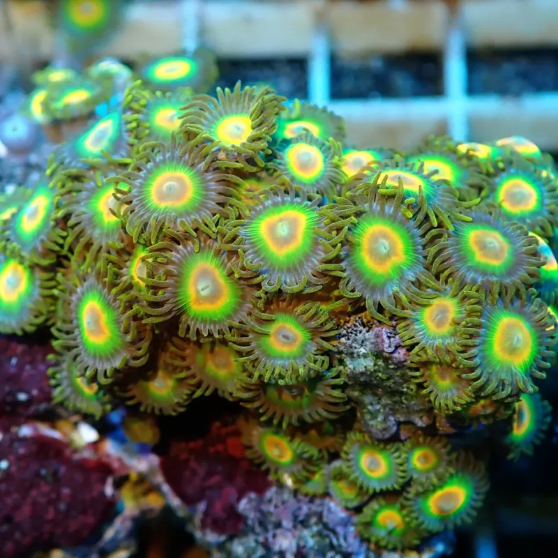 Zoanthus Rastas Frag S size Zoanthus Rastas Frag S size