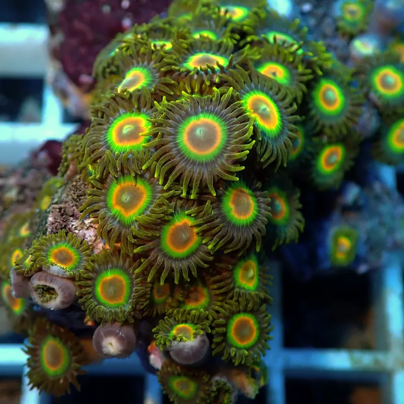Zoanthus Rastas Frag S size Zoanthus Rastas Frag S size