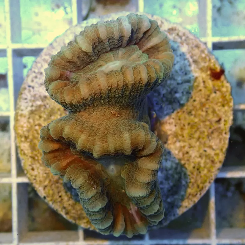 Caulastrea Australie frag Caulastrea Australie frag