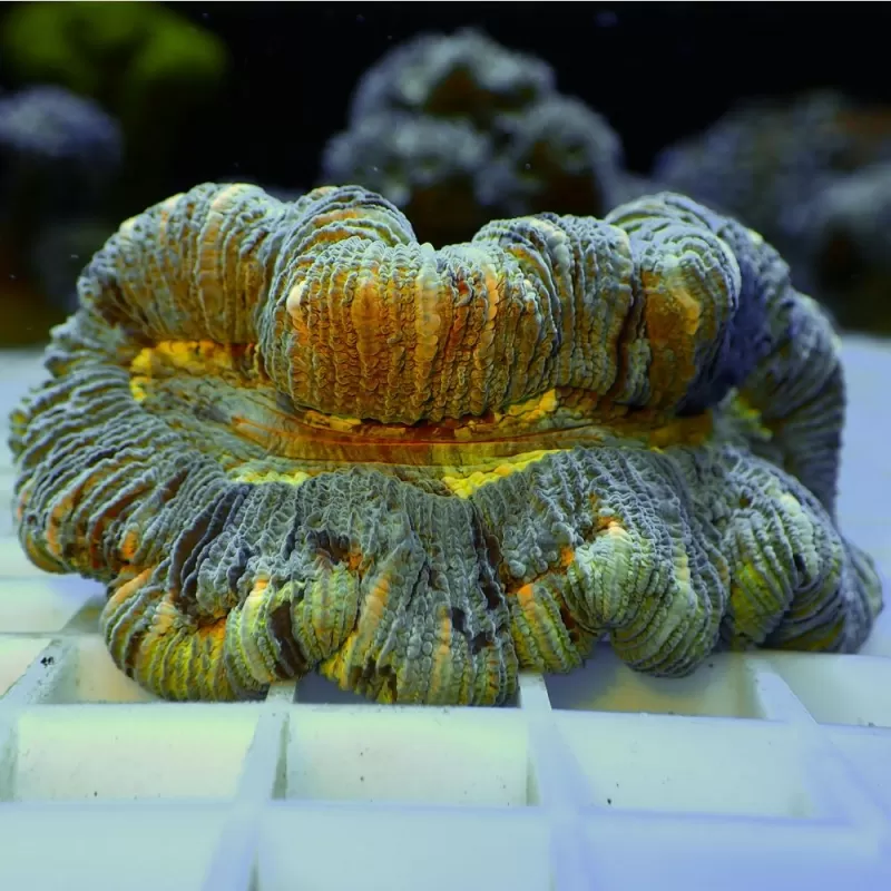 Trachyphyllia Geoffroyi Greenish S size Trachyphyllia Geoffroyi Greenish S size