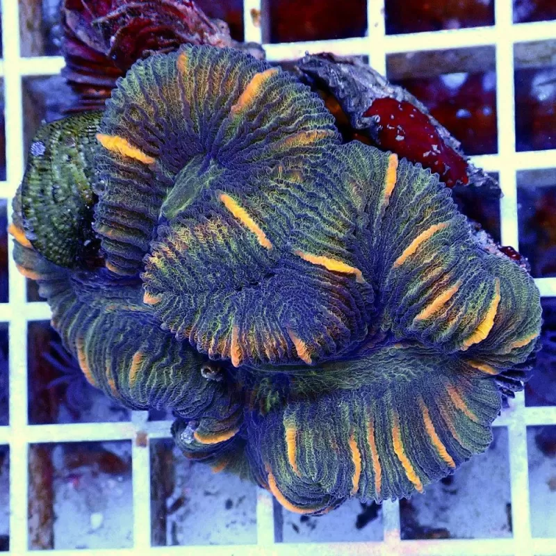 Trachyphyllia Geoffroyi Greenish S size Trachyphyllia Geoffroyi Greenish S size