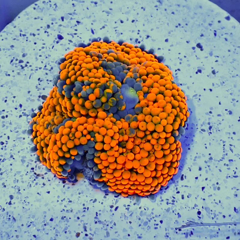 Ricorda Florida Fluo Orange Ricorda Florida Fluo Orange
