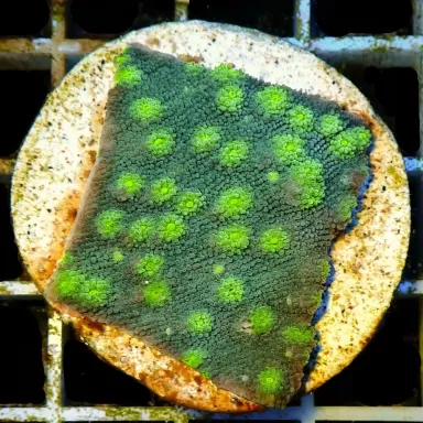 Echinopora Lamellosa frag