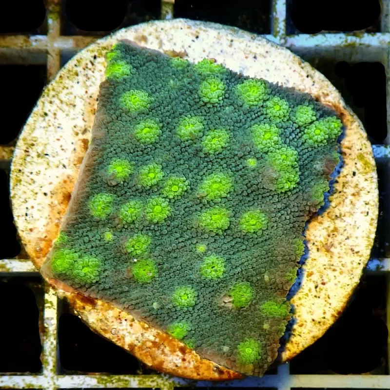 Echinopora Lamellosa frag Echinopora Lamellosa frag
