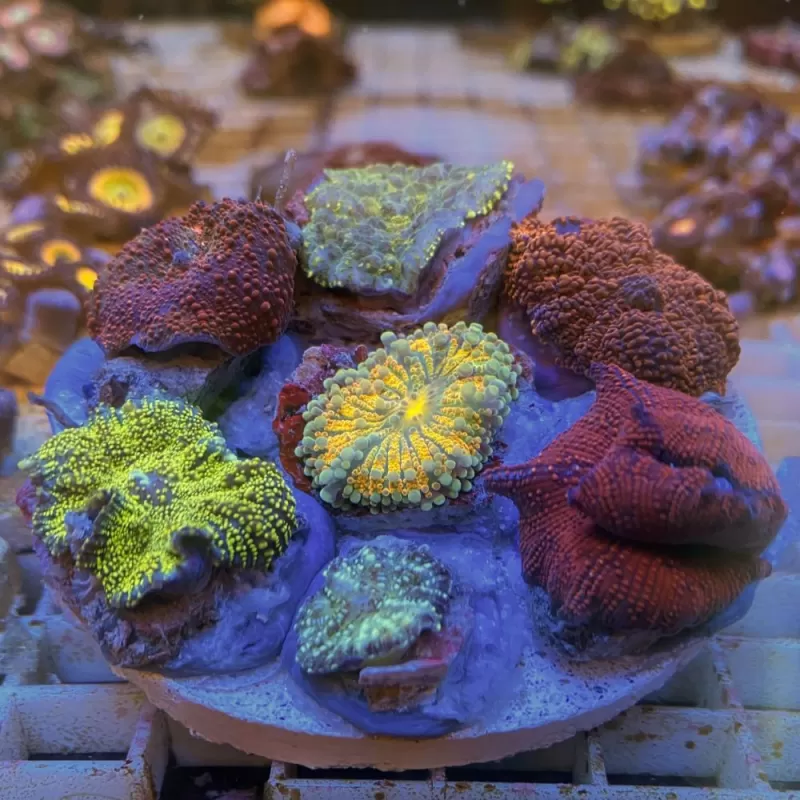 Discosoma garden mushroom exotic Discosoma garden mushroom exotic