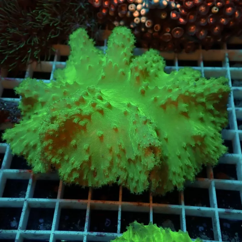 Sinularia Dura Green S size Sinularia Dura Green S size