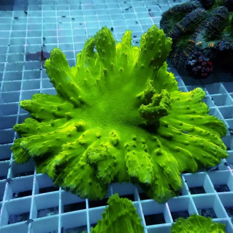 Sinularia Dura Green S size Sinularia Dura Green S size