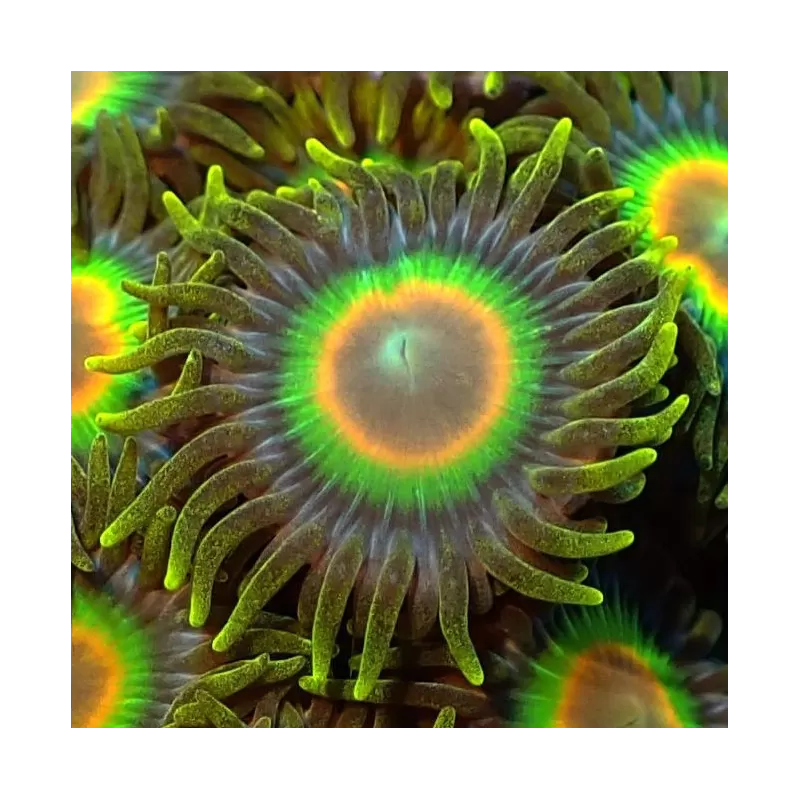 Zoanthus Rastas Frag S size Zoanthus Rastas Frag S size