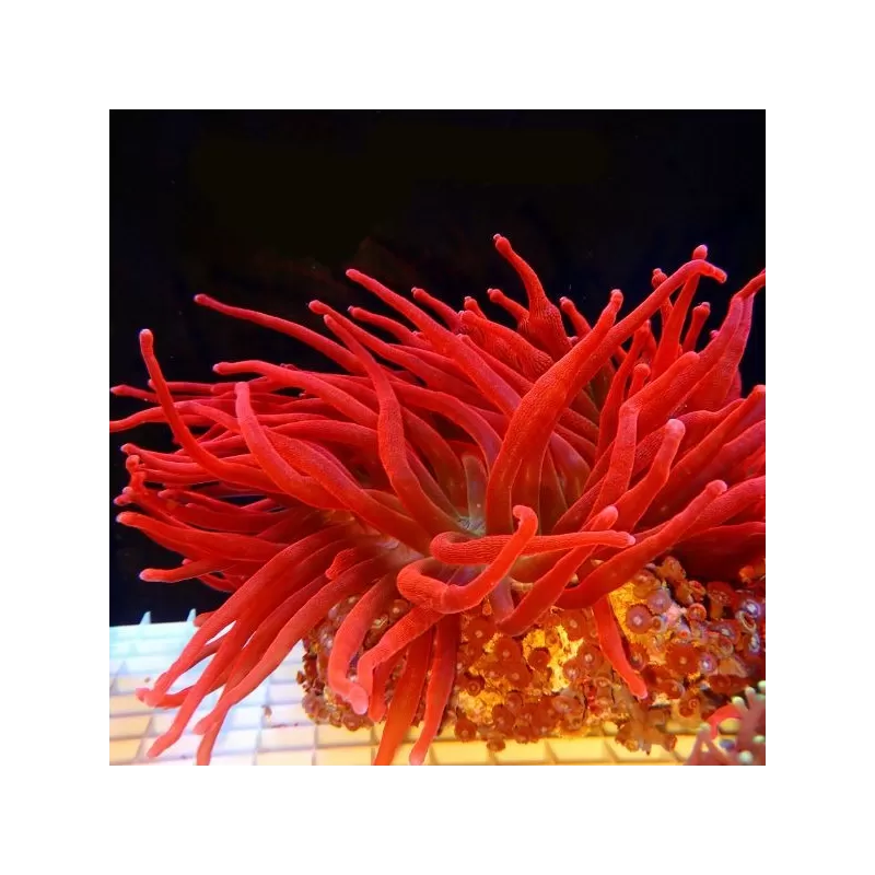 Entacmaea Quadricolor Red