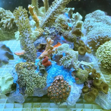 Koralen tuintje Medium Mix koralen