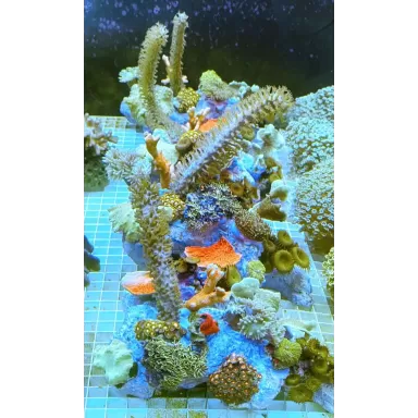 Koralen tuintje Small Mix koralen