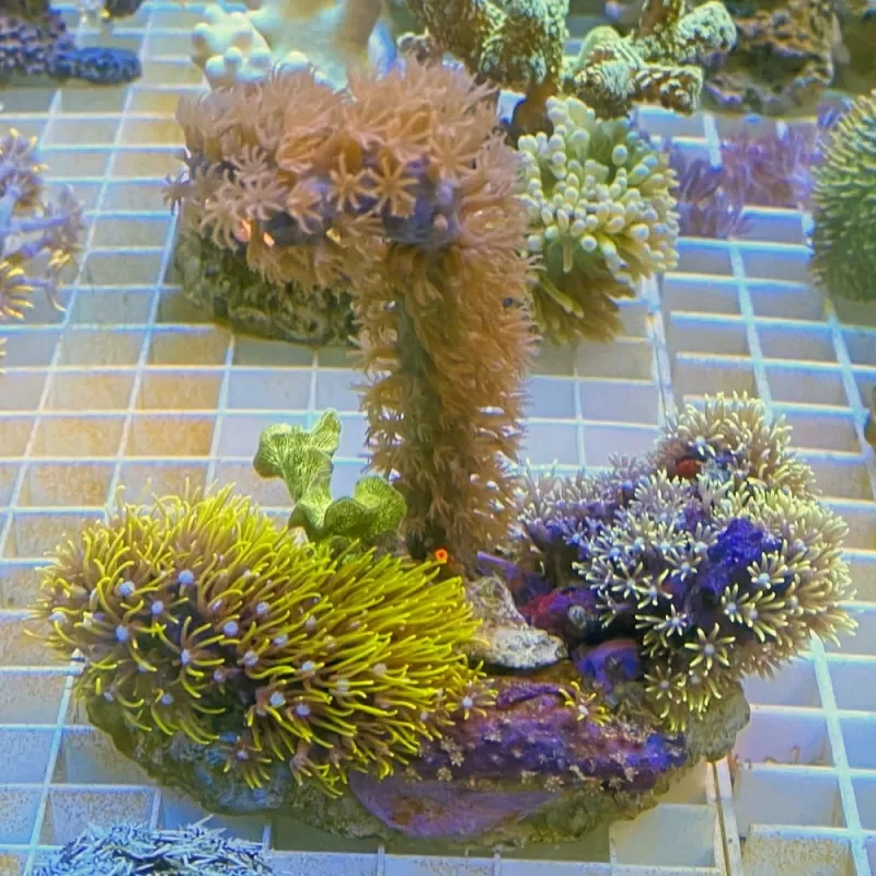 Koralen tuintje Small Mix koralen Koralen tuintje Small Mix koralen