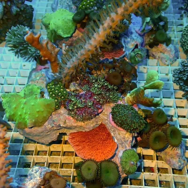 Koralen tuintje Small Mix koralen Koralen tuintje Small Mix koralen