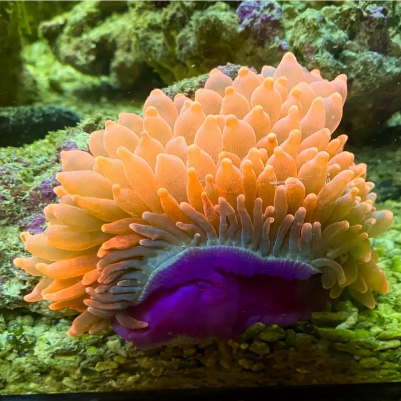 Entacmaea Quadricolor Red Purple Feet