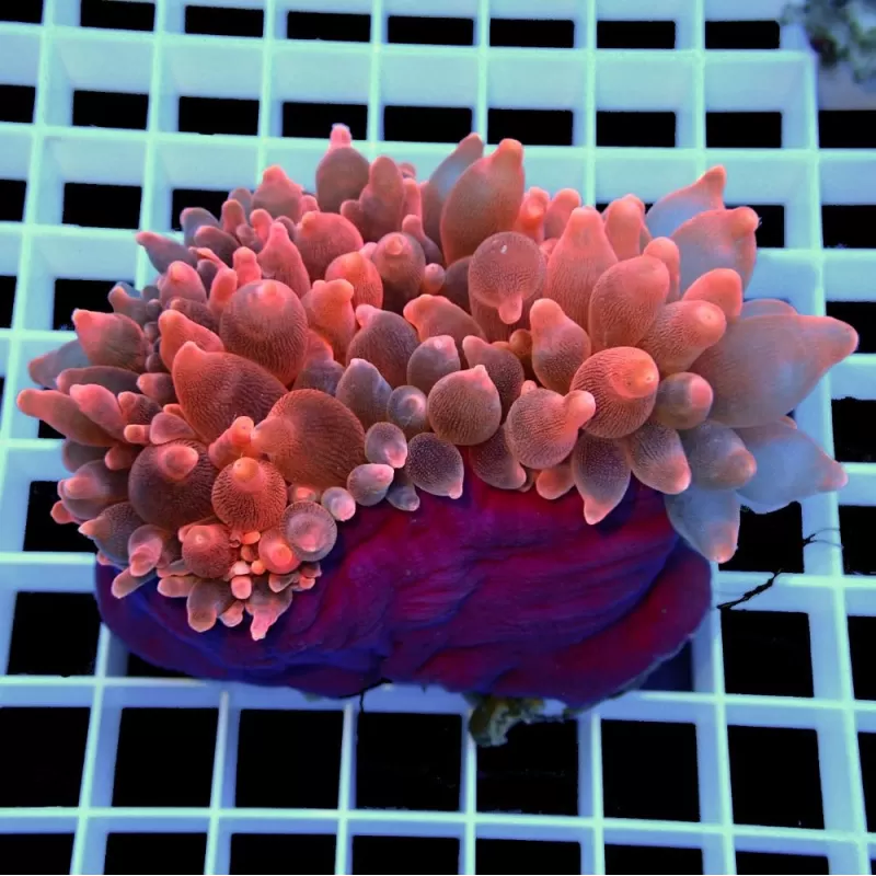 Entacmaea Quadricolor Red Purple Feet