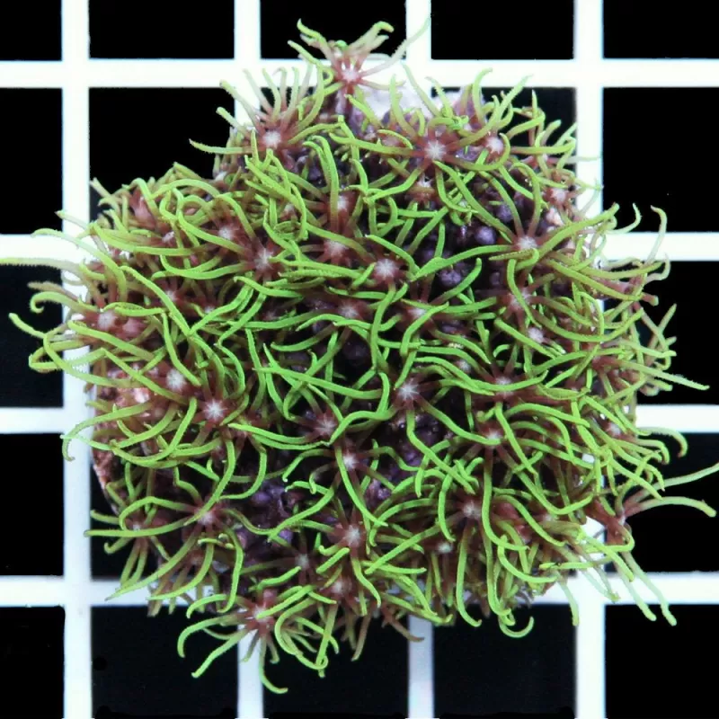 Pachyclavularia violacea S size Pachyclavularia violacea S size