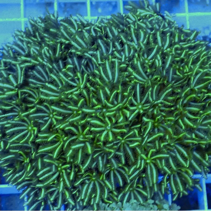 Tubipora Musica green M size Tubipora Musica green M size