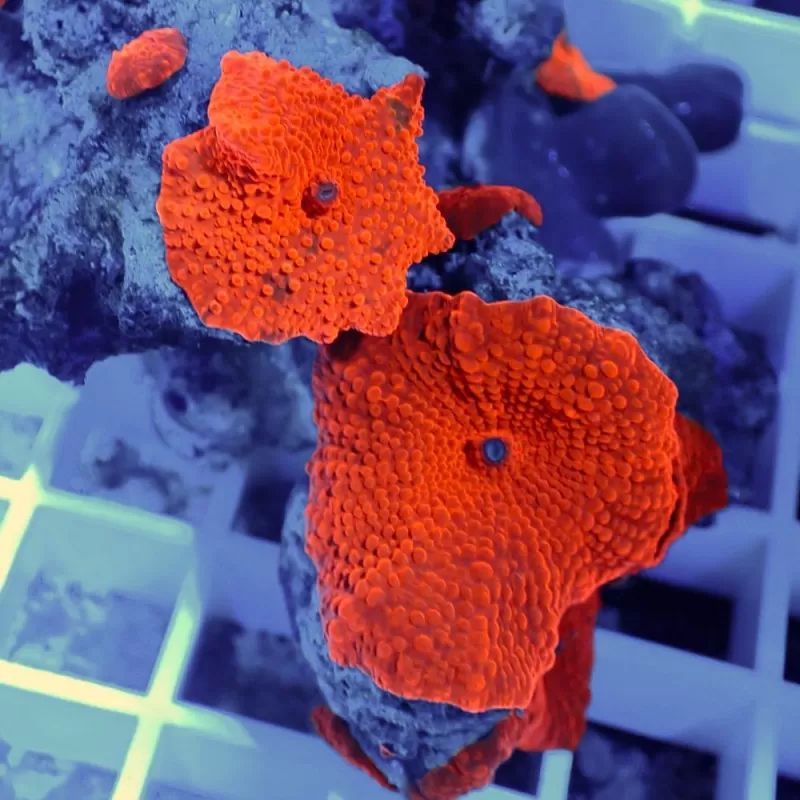 Discosoma Ultra Red (prijs per oor)