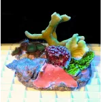 Koralen tuintje Mix koralen - Large Size