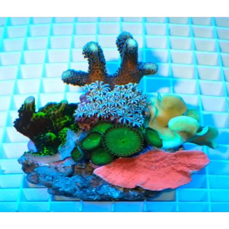 Koralen tuintje Small Mix koralen Koralen tuintje Small Mix koralen