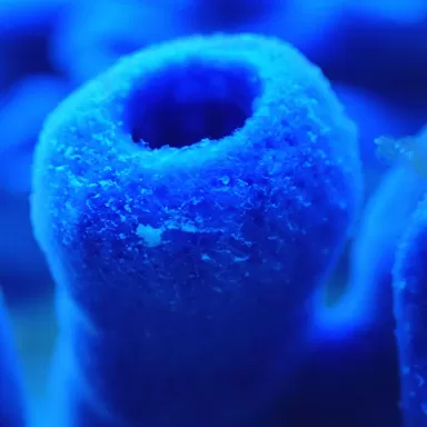 Haliclona Sponge Blue M size